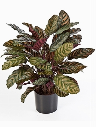 Calathea Bush Red (88 lvs.)