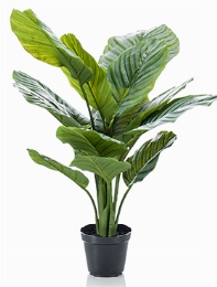 Calathea orbifolia Bush 16