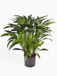 Calathea Toef