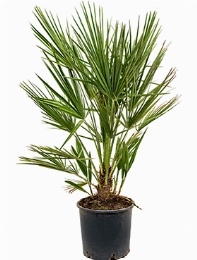 Chamaerops compacto Bush 75 cm