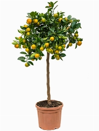 Citrus (citrofortunella) calamondin Stam 70 cm