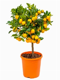 Citrus (citrofortunella) calamondin Stam 70 cm