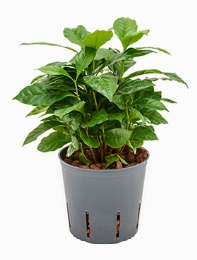 Coffea arabica 1pp 40 cm