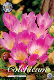 Colchicum Giant met 5 zakjes verpakt a 1 bollen