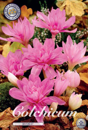 Colchicum Waterlily met 5 zakjes verpakt a 1 bollen