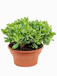 Crassula argentea Bush 35 cm