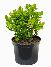 Crassula ovata 40 cm