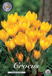 Crocus Golden Yellow met 5 zakjes verpakt a 15 bollen