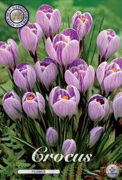 Crocus Pickwick met 5 zakjes verpakt a 15 bollen