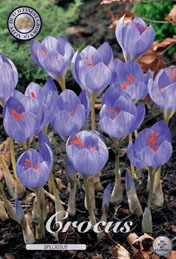 Crocus Speciosus met 5 zakjes verpakt a 15 bollen