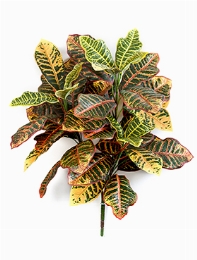 Croton Bush