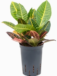 Croton (codiaeum) petra 2pp 35 cm