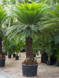 Cycas revoluta Stam (170-180) 325 cm