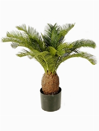 Cycas Toef