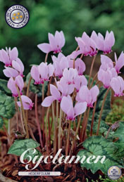 Cyclamen Hederifolium met 5 zakjes verpakt a 3 bollen