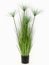 Cyperus haspan Bush