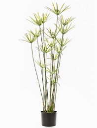 Cyperus Vertakt 17