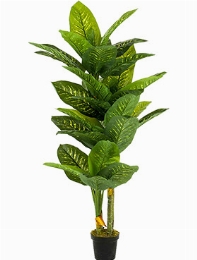 Dieffenbachia Toef