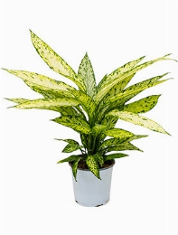 Dieffenbachia vesuvius 60 cm