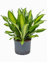 Dracaena burley 3pp 50 cm