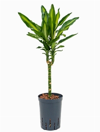 Dracaena cintho 30 75 cm