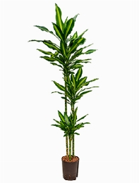 Dracaena cintho 90-60-30 140 cm