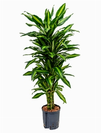 Dracaena cintho Vertakt-multi 110 cm