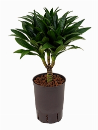 Dracaena compacta 15 40 cm