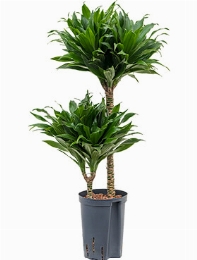 Dracaena compacta 45-15 85 cm