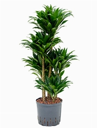 Dracaena compacta 60-Carrousel 100 cm