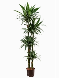 Dracaena deremensis 120-90-60-30 180 cm