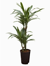 Dracaena deremensis 45-15 80 cm