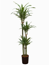 Dracaena deremensis 90-60-30 150 cm