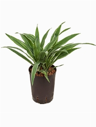 Dracaena deremensis Kop 2pp 40 cm