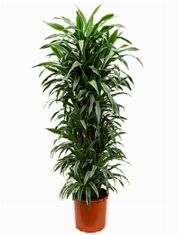 Dracaena deremensis Vertakt-multi 170 cm