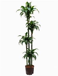 Dracaena dorado 120-90-60-30 180 cm