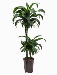 Dracaena dorado 45-15 100 cm