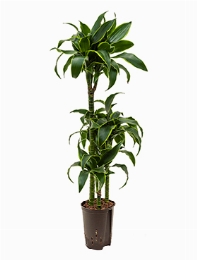 Dracaena dorado 60-30-15 110 cm