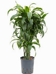 Dracaena dorado Vertakt-multi 90 cm