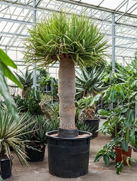 Dracaena draco 260 cm