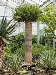 Dracaena draco 375 cm