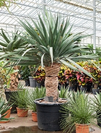 Dracaena draco compact 200 cm