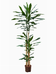 Dracaena fragrans 120-90-60-30 190 cm