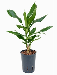 Dracaena fragrans 20 40 cm