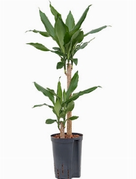 Dracaena fragrans 45-20 70 cm