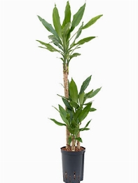 Dracaena fragrans 60-30-15 90 cm