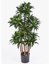 Dracaena fragrans compacta Vertakt