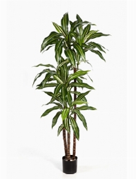 Dracaena fragrans Var. Vertakt