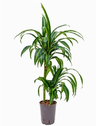 Dracaena hawaiian sunshine 45-15 80 cm