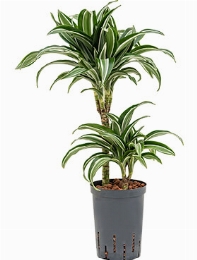 Dracaena jade jewel 30-15 65 cm